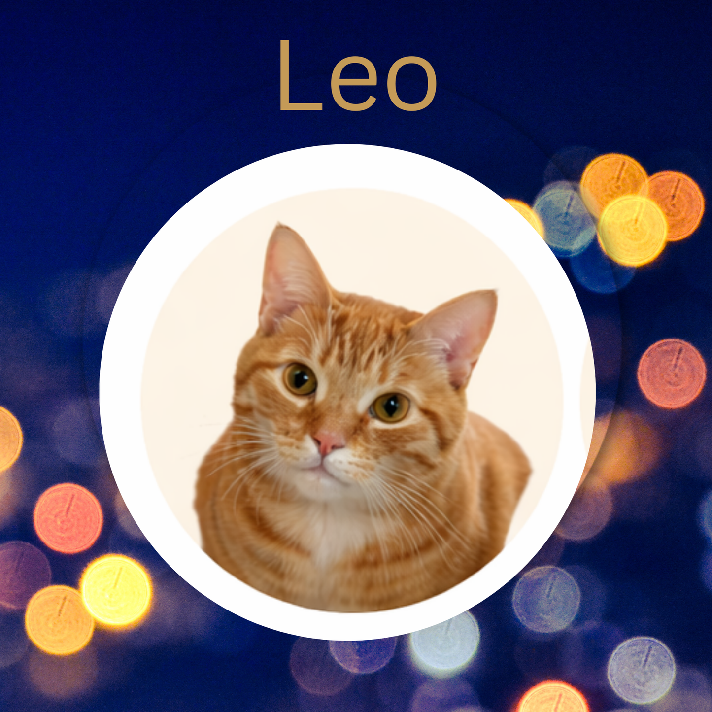 Leo- Rooibos Orange, Rooibos Lemon Cloud & Raspberry Accent Loose Leaf Tea
