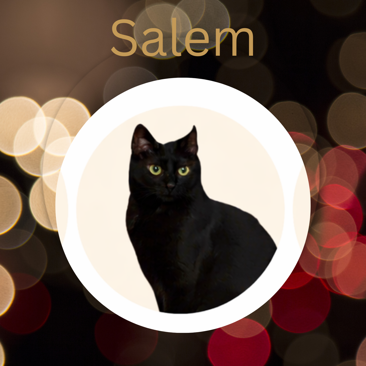 Salem- Chocolate Chai Pu-erh & Honeybush Vanilla Loose Leaf Tea
