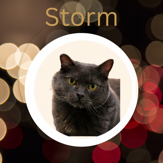 Storm- Maple Cream Oolong & Hojicha Loose Leaf Tea